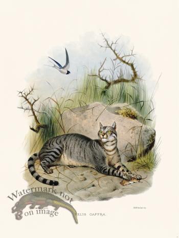 Elliot Cat 31 Cat Cffra